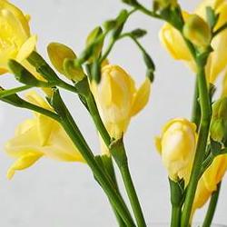 꽃말 예쁜 꽃 생일, 올해 핫한 트렌드 꽃으로 감동 줘봐!