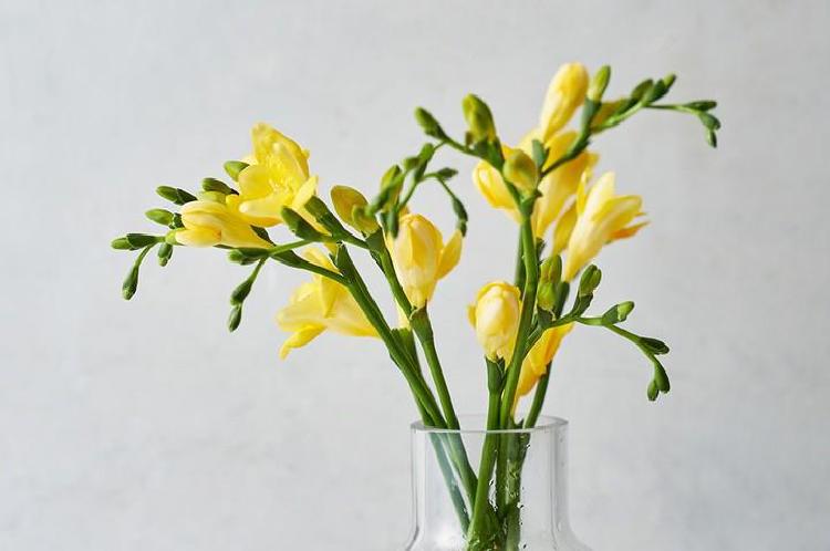 꽃말 예쁜 꽃 생일, 올해 핫한 트렌드 꽃으로 감동 줘봐!