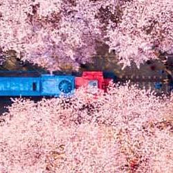 부산 벚꽃 만개시기, 올해 진짜 3월 말? 102년 만 기록 깨질까