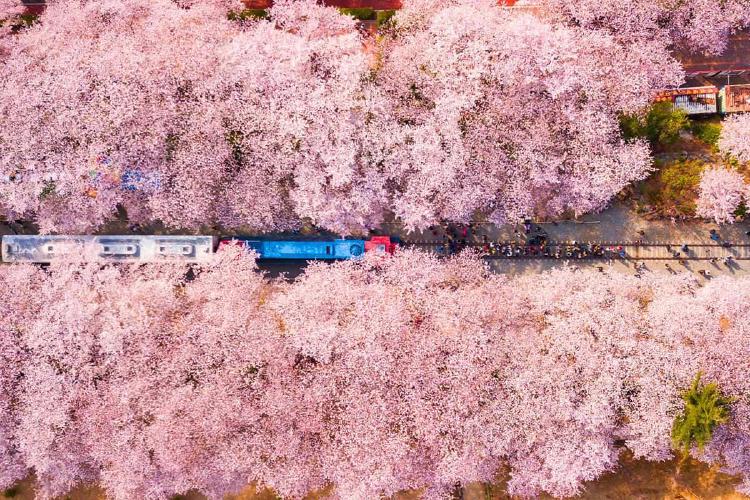 부산 벚꽃 만개시기, 올해 진짜 3월 말? 102년 만 기록 깨질까