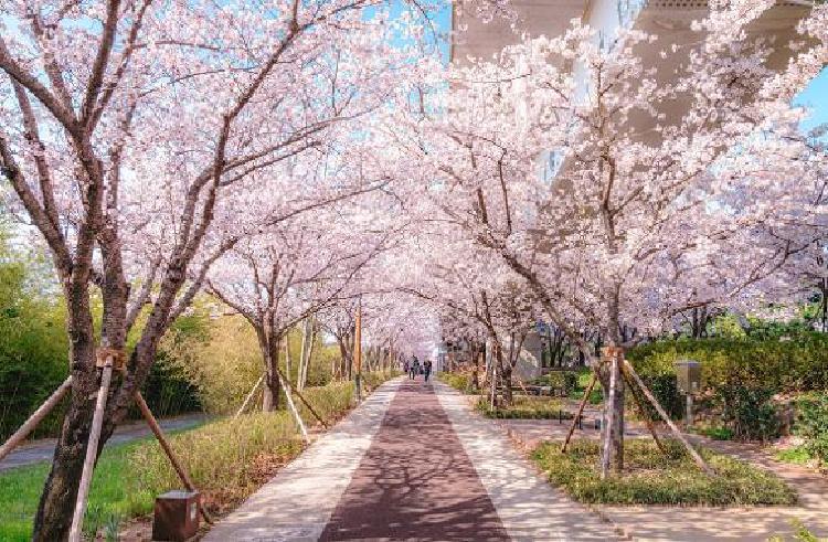 부산 벚꽃 시기, 2026년 벌써 뜨는 완벽 타이밍 잡았다!