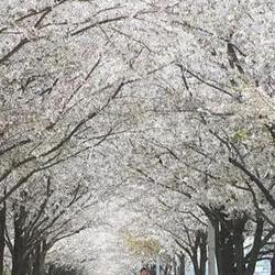 대구 벚꽃 만개시기 미리 알아야 후회없는 봄나들이