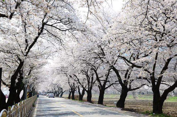 대구 벚꽃길, 올해 제일 한적한 포토존 어디?