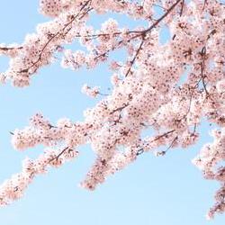 대전 벚꽃축제, 올해 개화 진짜 언제? 미리 잡아야 후회없어