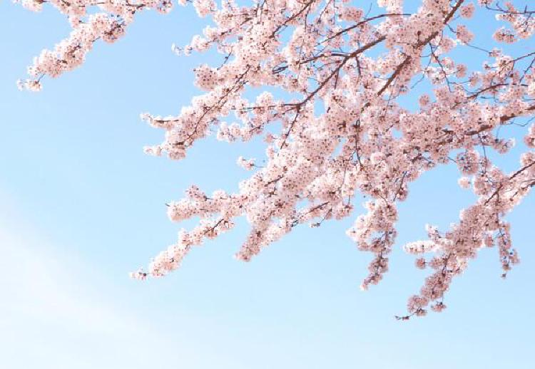대전 벚꽃축제, 올해 개화 진짜 언제? 미리 잡아야 후회없어