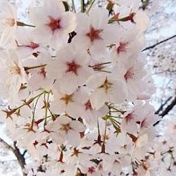 대전 벚꽃 시기, 올해 진짜 3월말 피나 봐요?