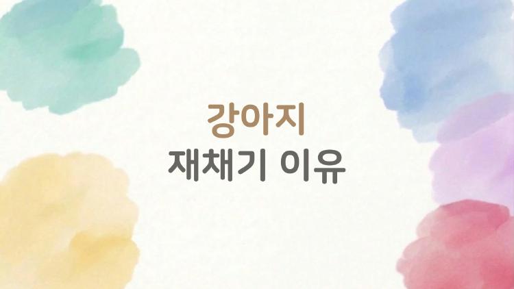 강아지 재채기 이유
