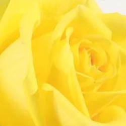 꽃말 예쁜 꽃 친구, 왜 다들 노란 장미만 찾을까 궁금증 대폭발