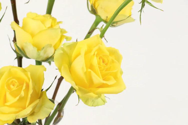 꽃말 예쁜 꽃 친구, 왜 다들 노란 장미만 찾을까 궁금증 대폭발