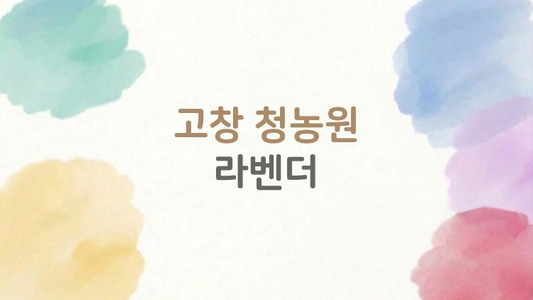 고창 청농원 라벤더
