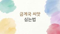 금계국 씨앗 심는법, 이런 봄엔 집에서 꽃밭을 만들고 싶어요