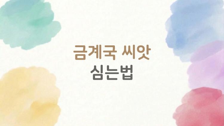 금계국 씨앗 심는법, 이런 봄엔 집에서 꽃밭을 만들고 싶어요