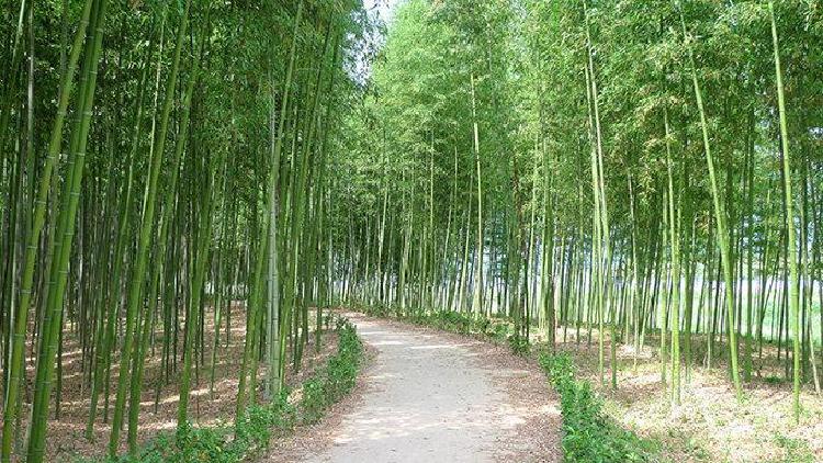 섬진강 대나무 숲길