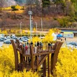 구례산수유축제 주말 주차 지옥 피하는 비밀 꿀팁 공개