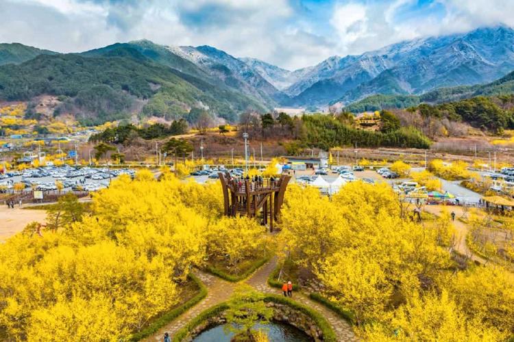 구례산수유축제 주말 주차 지옥 피하는 비밀 꿀팁 공개