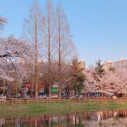 광주 벚꽃 만개, 운천저수지 5년 만 개방…벚꽃 터널에 반할 거예요