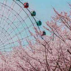 광주 벚꽃 명소, 2026 봄에 여기만 가면 후회 없음!