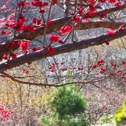 광양 매화마을 개화, 올해는 진짜 빨라졌다! 2월에 가야 할까?