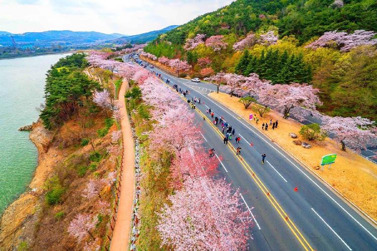 경주벚꽃마라톤대회