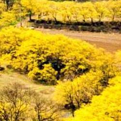 이천 산수유축제 언제가 딱? 2026 꽃만발 타이밍