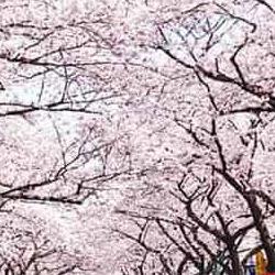 제주도 벚꽃 만개, 올해 3월 말에 터진다는데 진짜?