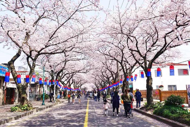 제주도 벚꽃 만개, 올해 3월 말에 터진다는데 진짜?