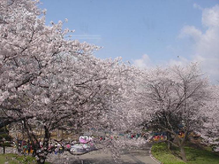 전주 벚꽃 만개, 평일 아침 가야 살 수 있는 이유
