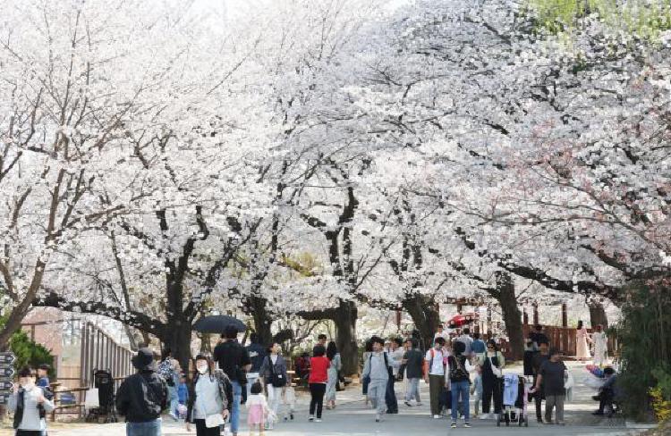 전주 벚꽃 여행, 2026 만개 타이밍 놓치면 후회할걸