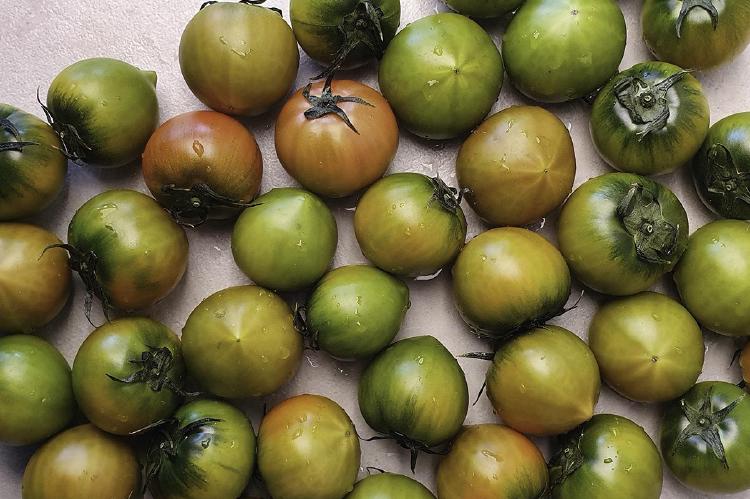 짭짤이토마토 모종, 이거 사면 후회 망할 맛없음?