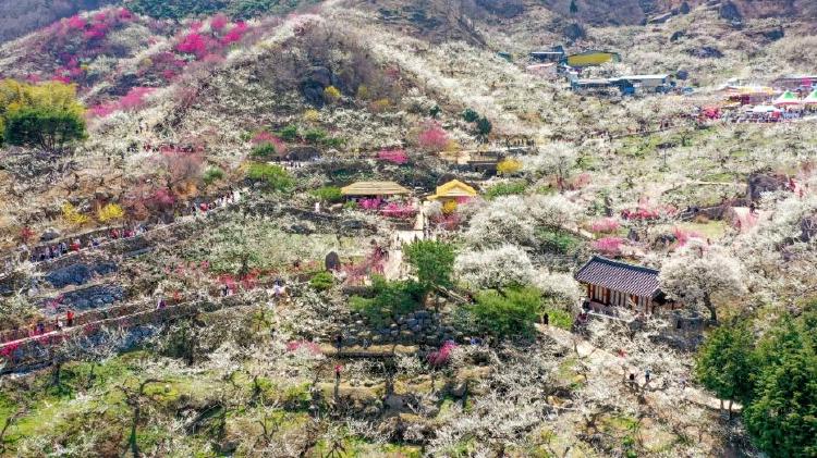 매화축제 기간 언제가 딱? 작년 실패담 공유하며 알려드릴게요