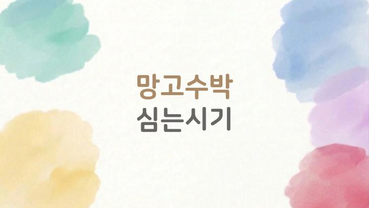 망고수박 심는시기