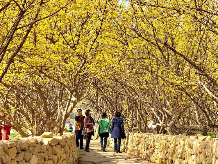 3월 가볼만한곳 전라도, 산수유 터널에 반할 순간