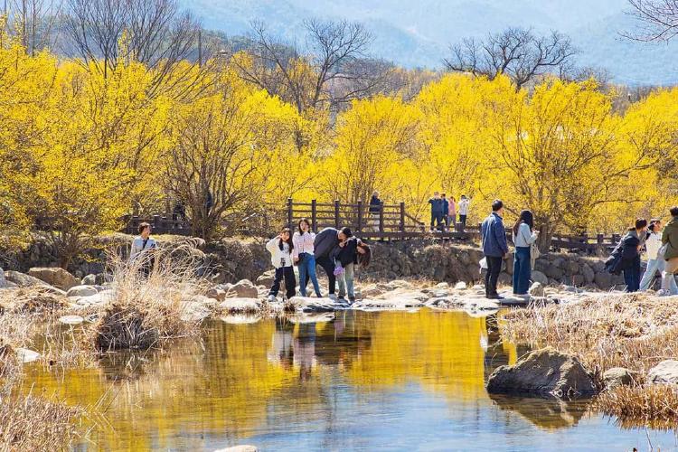 산수유축제 주차 지옥 피하는 꿀팁, 올해는 이렇게!