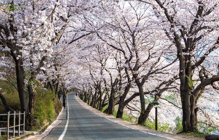 쌍계사 벚꽃, 올해 개화 언제 터질까? 미리 알아야 후회없어!