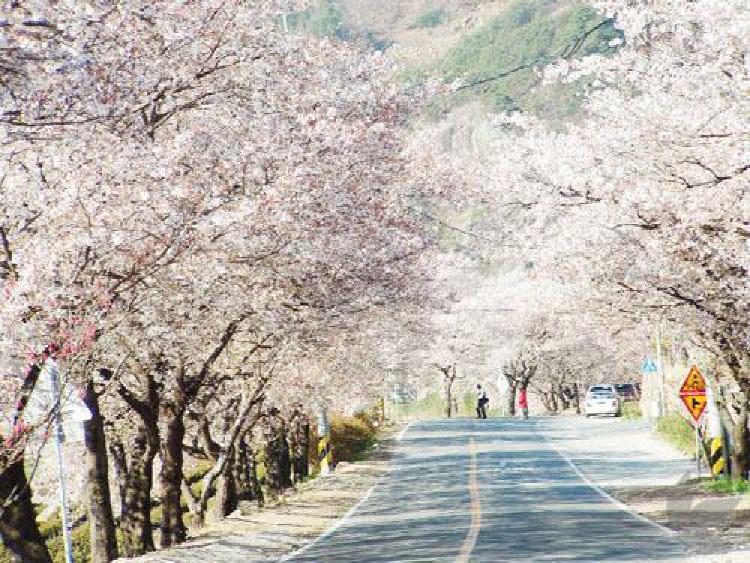 쌍계사 벚꽃길, 올해 3월에 꼭 가야 할 이유?