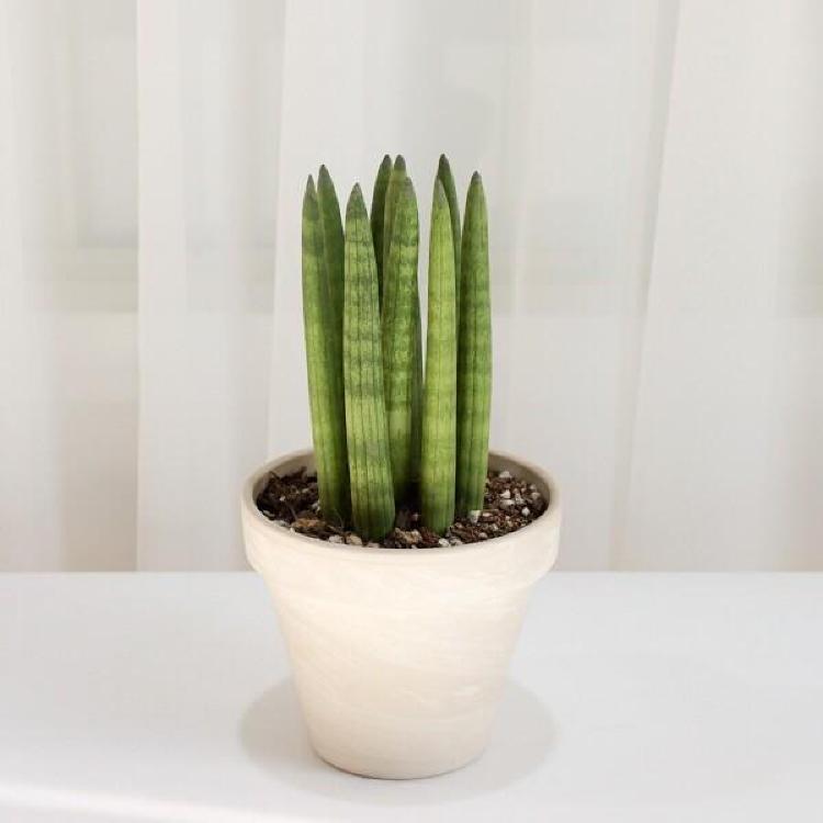 스투키 키우기 난이도 걱정 마, 2026 공기정화 1위 식물 키우기 꿀팁