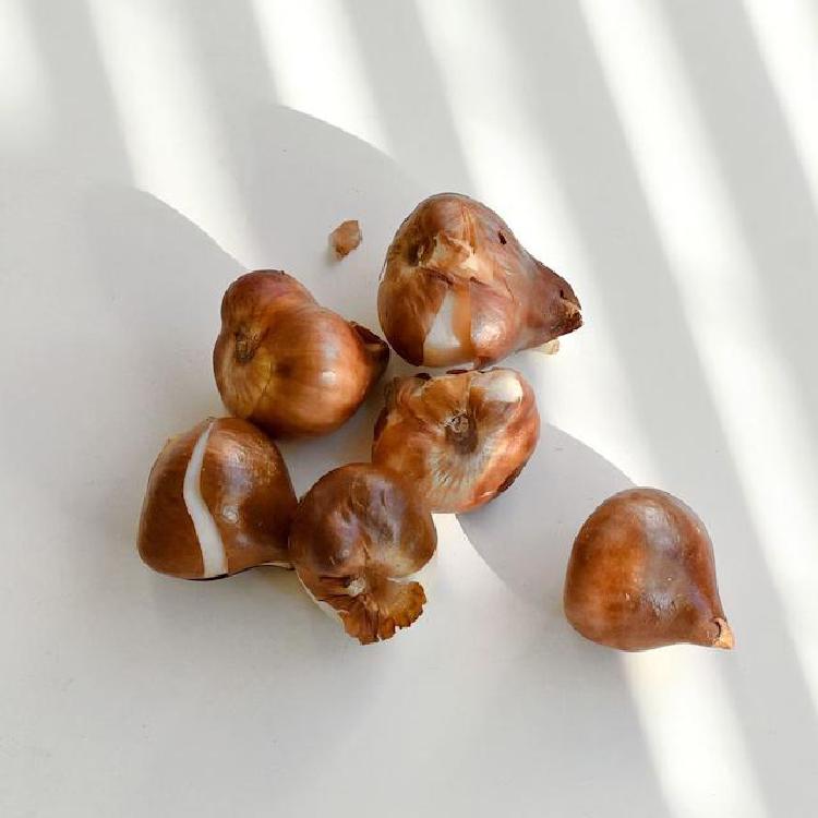 튤립 구근 심기 방법, 작년 실패 탈출! 2026년 노지월동 비법 대공개