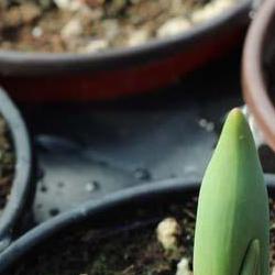 튤립 구근 심기 시기, 늦었어도 봄에 꽃 피우는 비밀