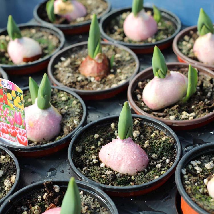 튤립 구근 심기 시기, 늦었어도 봄에 꽃 피우는 비밀