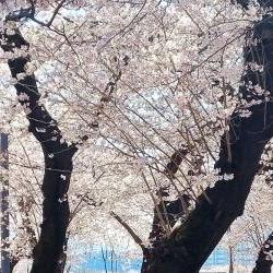 울산 벚꽃 개화시기, 올해는 진짜 빨라요!