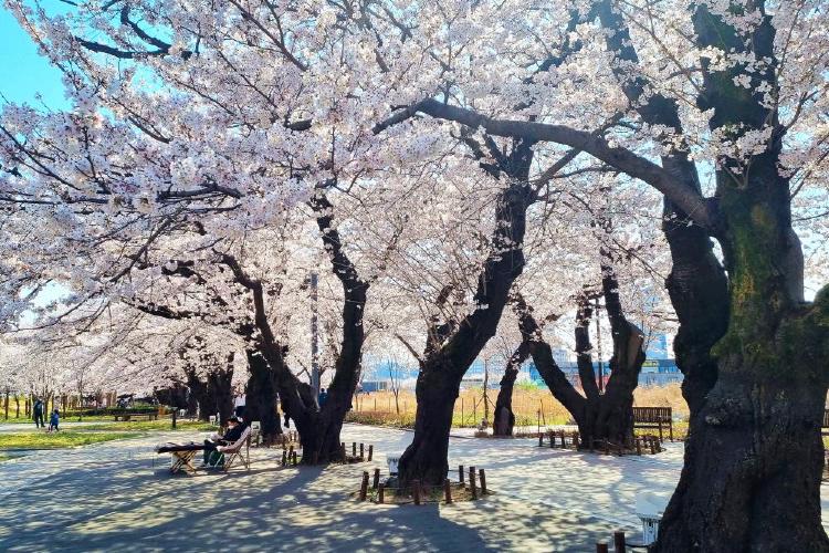 울산 벚꽃 개화시기, 올해는 진짜 빨라요!