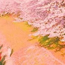 울산 벚꽃 명소, 올해 끝판왕 터널에서 꽃비 맞아본 사람만 알아요