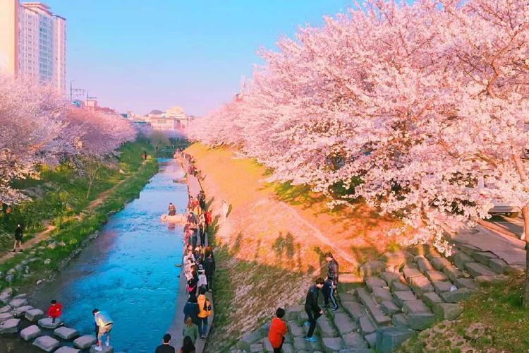 울산 벚꽃 명소, 올해 끝판왕 터널에서 꽃비 맞아본 사람만 알아요